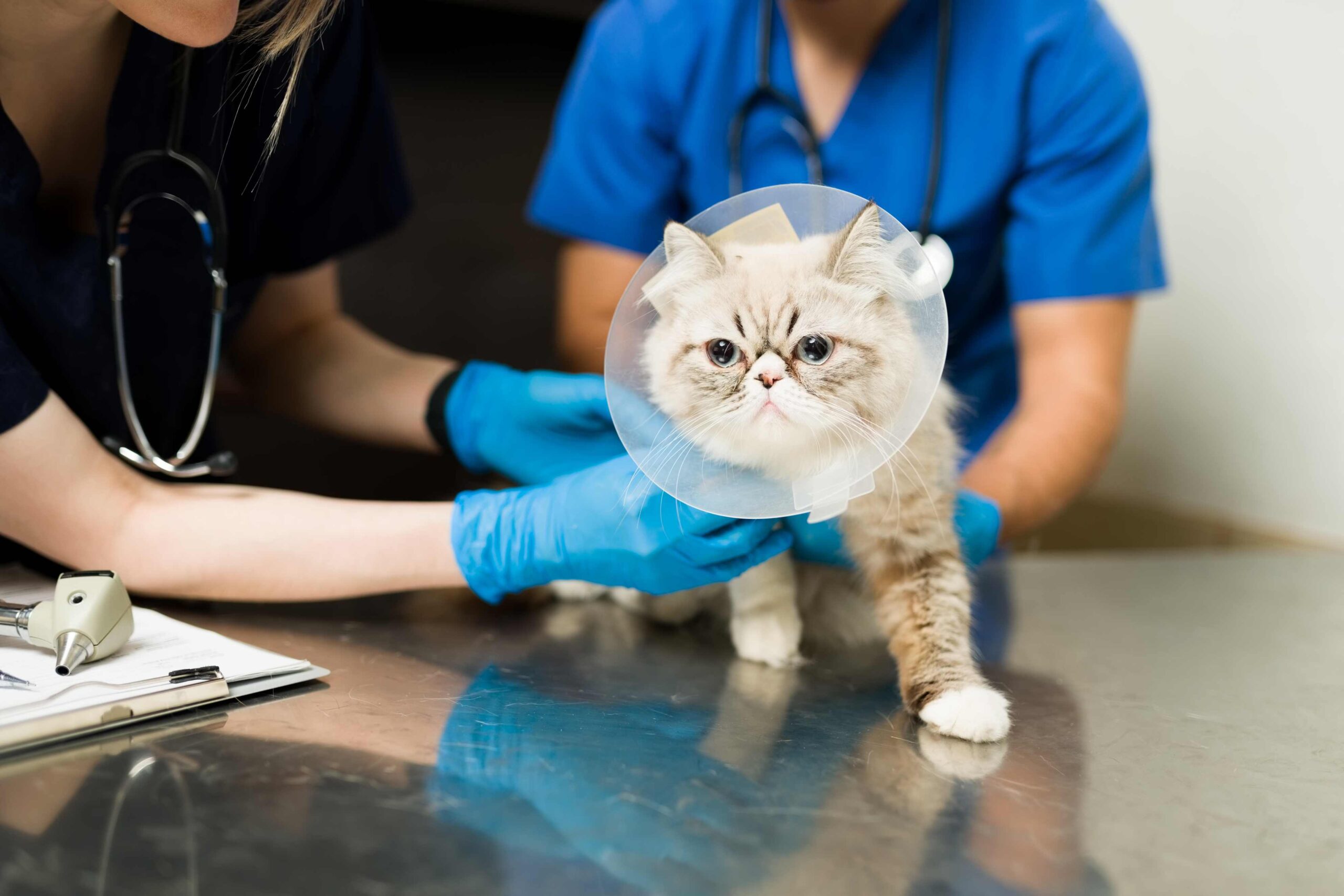 cute-persian-cat-with-recovery-cone-after-surgery-veterinarian-woman-man-vet-putting-bandage-sick-fluffy-pet-animal-clinic (2) (1)